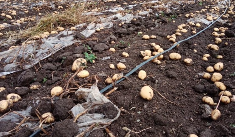    Фото: Минсельхоз Забайкальского края