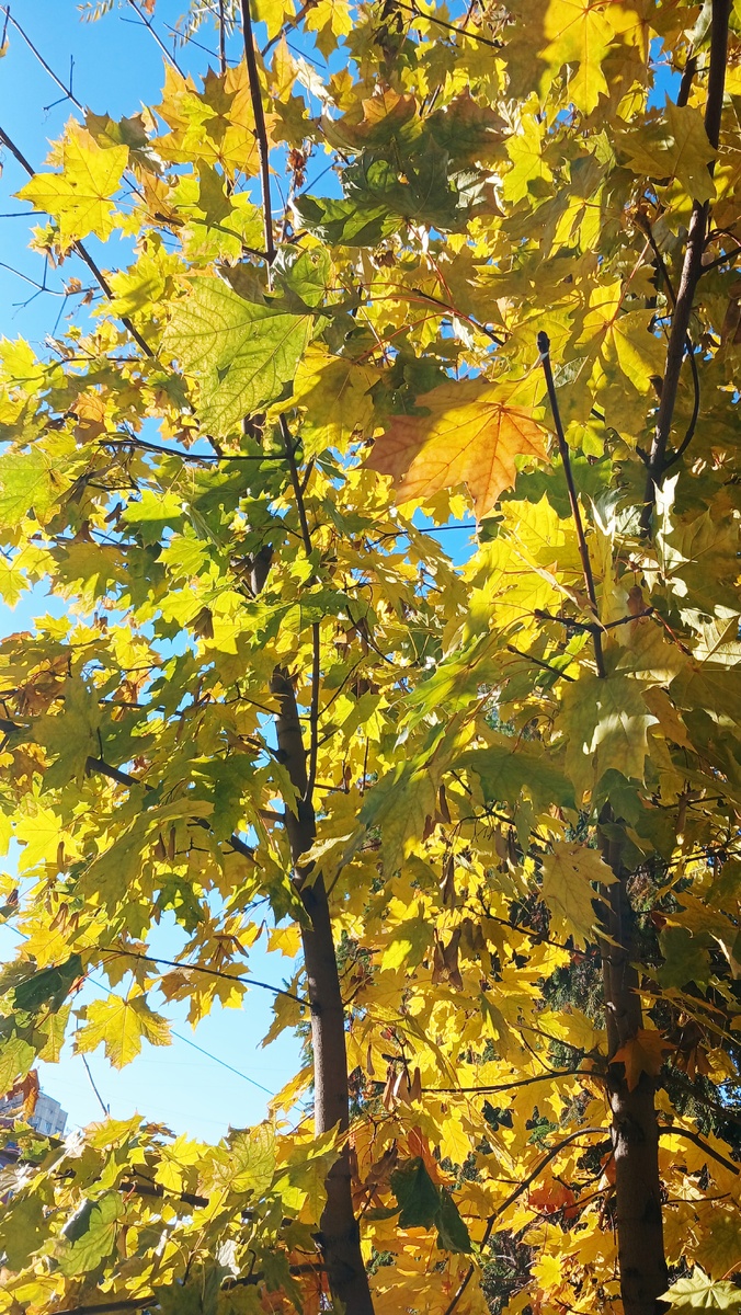 "Доброе утро, мир! Ты прекрасен!" Фото автора