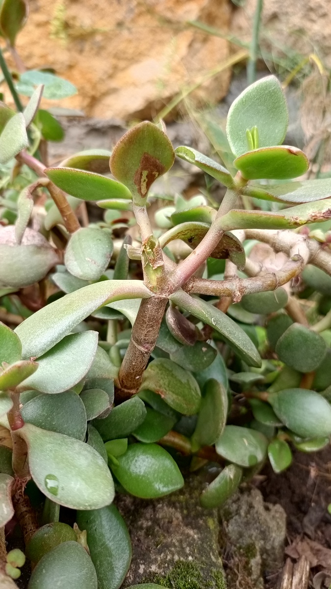 Толстянка, крассула, денежное дерево.