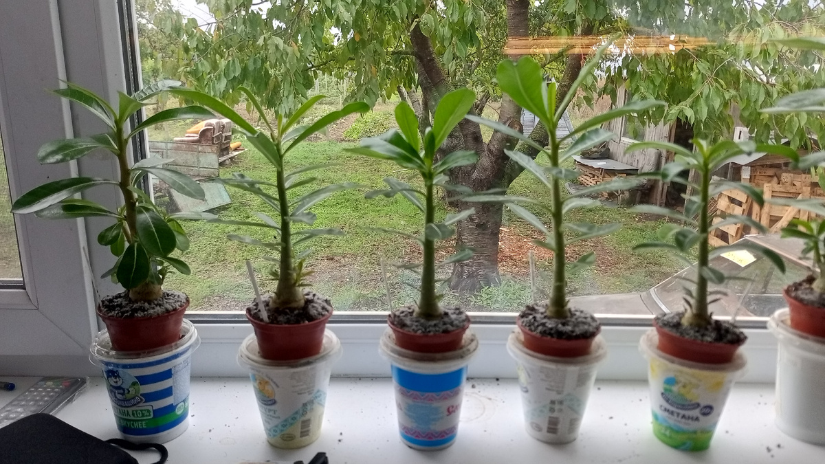 Мои новые питомцы.