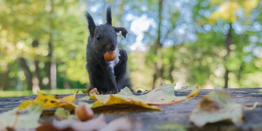    Алена Бобрович