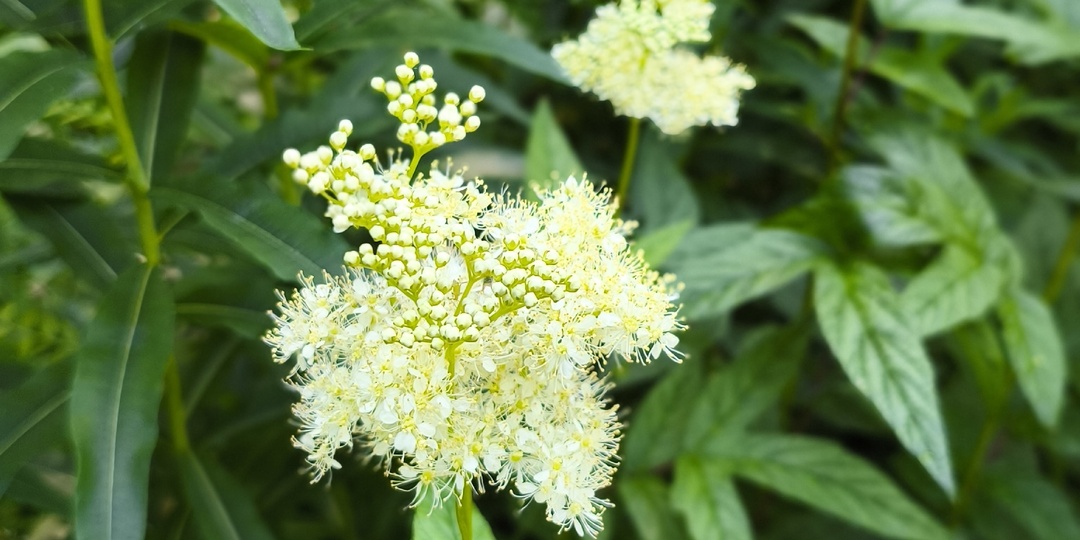 Лабазник вязолистный: знакомое растение от Сибири до Карелии