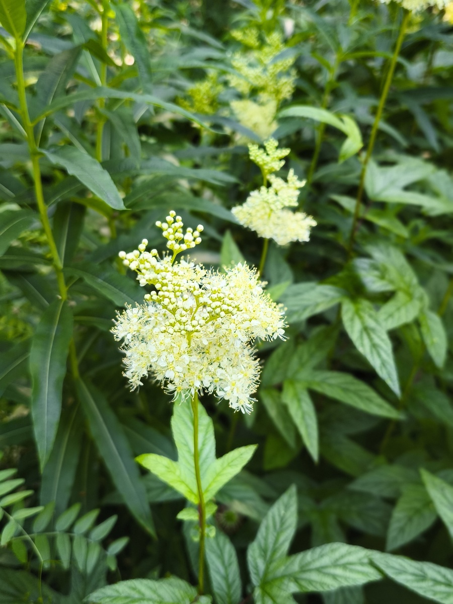 Лабазник вязолистный