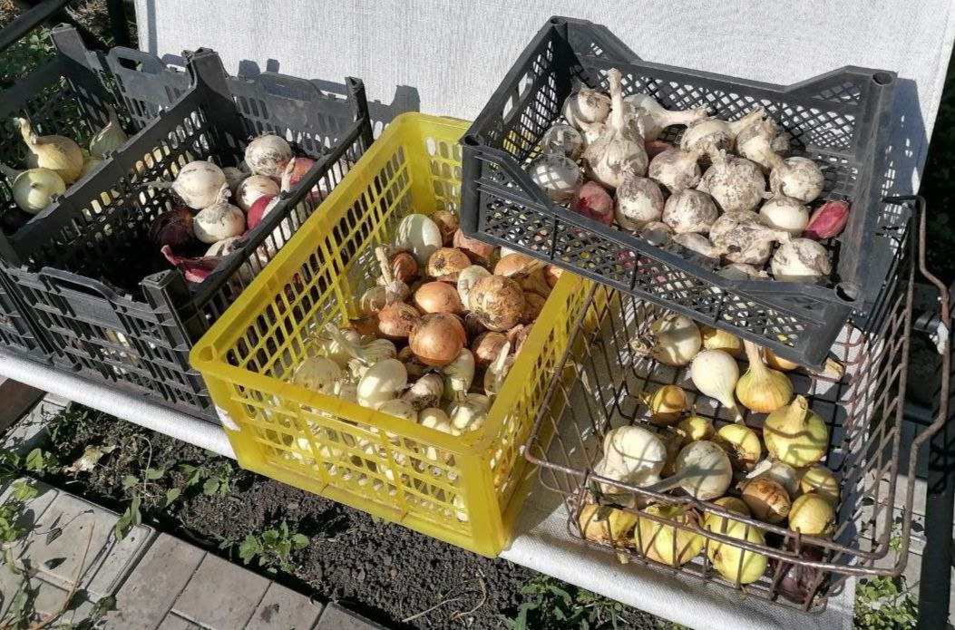 Выращиваю разный лук, фото автора
