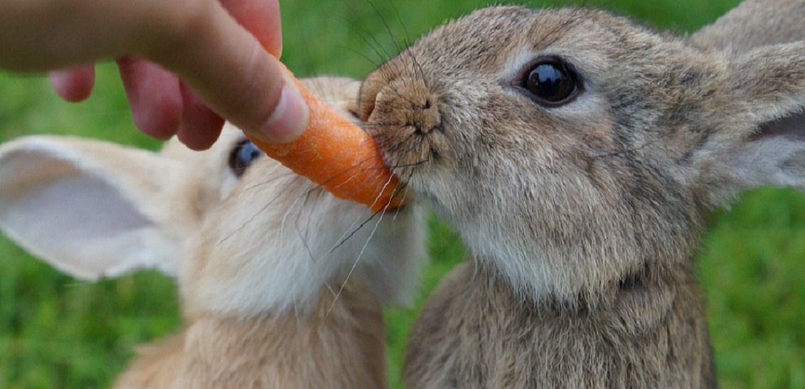 ЧЬИ ЗДЕСЬ ЗУБЫ?.. (karpatenblatt.sk)