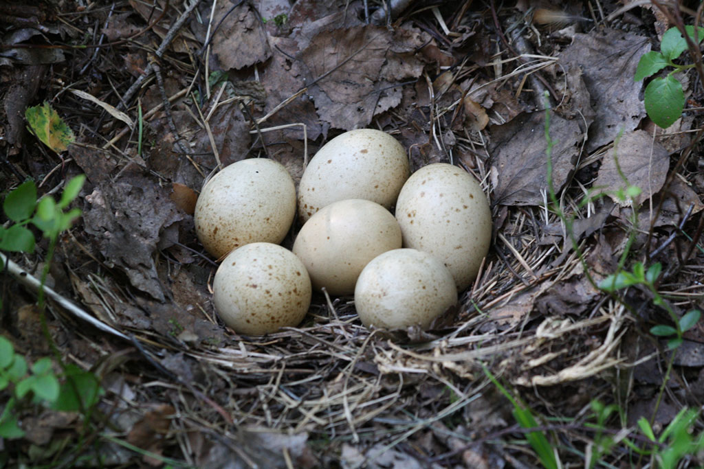 Вот так выглядит настоящее гнездо глухаря в дикой природе. Источник Яндекс.Картинки