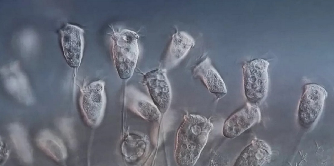 ЧИСТАЯ ВОДА.. Бурное размножение сидячих инфузорий Vorticella - показатель хорошей водоочистки. (protist.i.hosei.ac.jp)