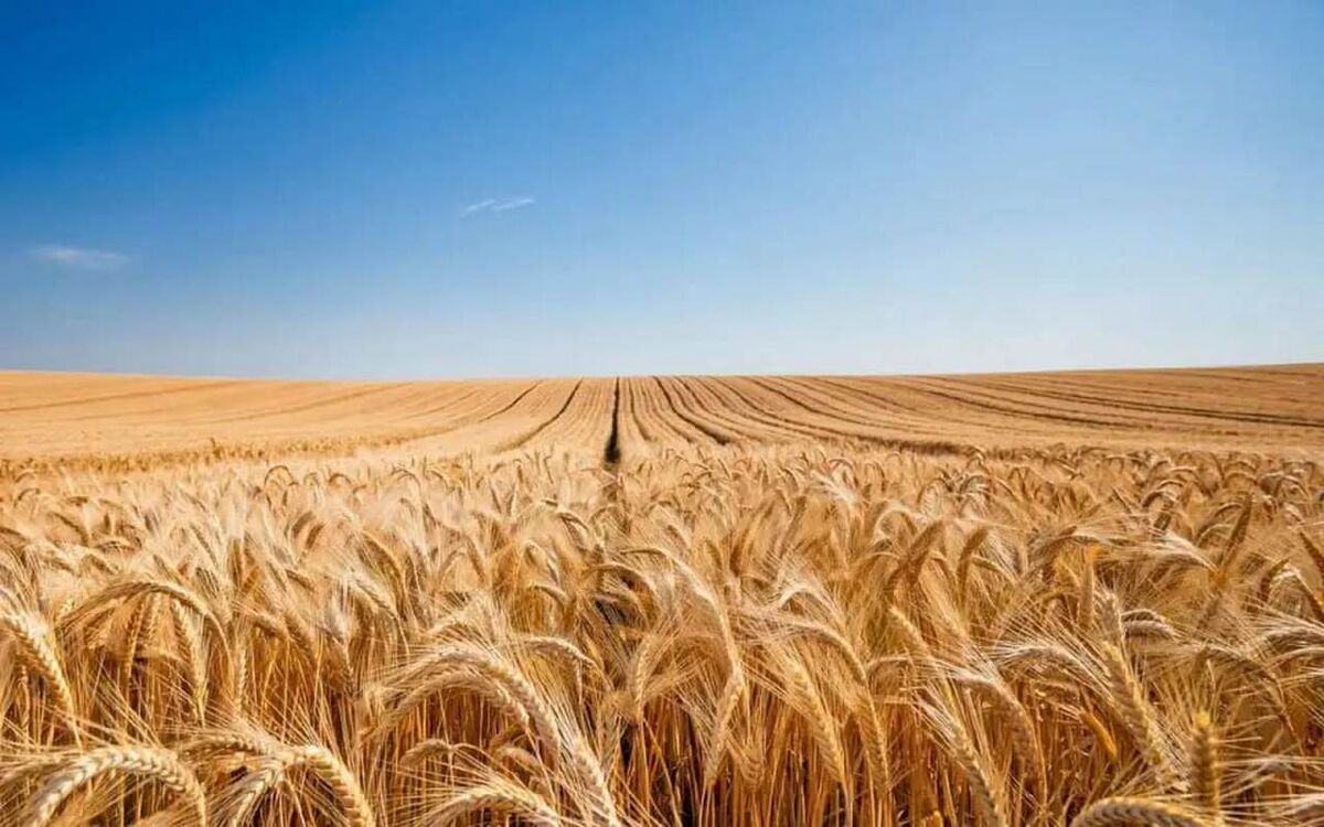    РСХБ-Страхование за девять месяцев выплатила аграриям Белгородской области 214 млн рублей Иллюстрация сгенерирована нейросетью Kandinsky