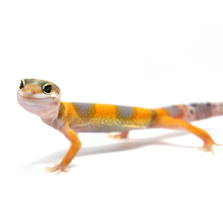 Пятнистый эублефар