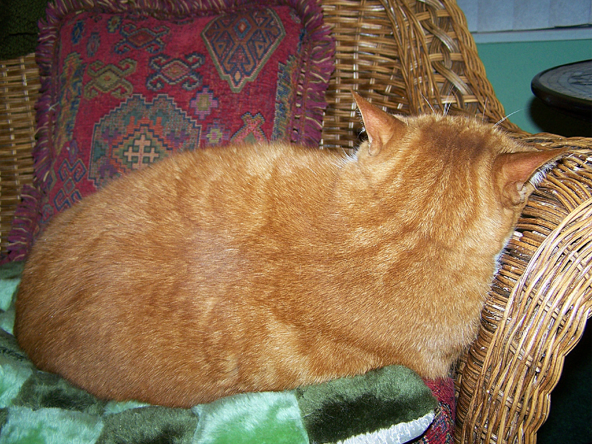 GabaGaba's photo, licensed as CC BY 2.0