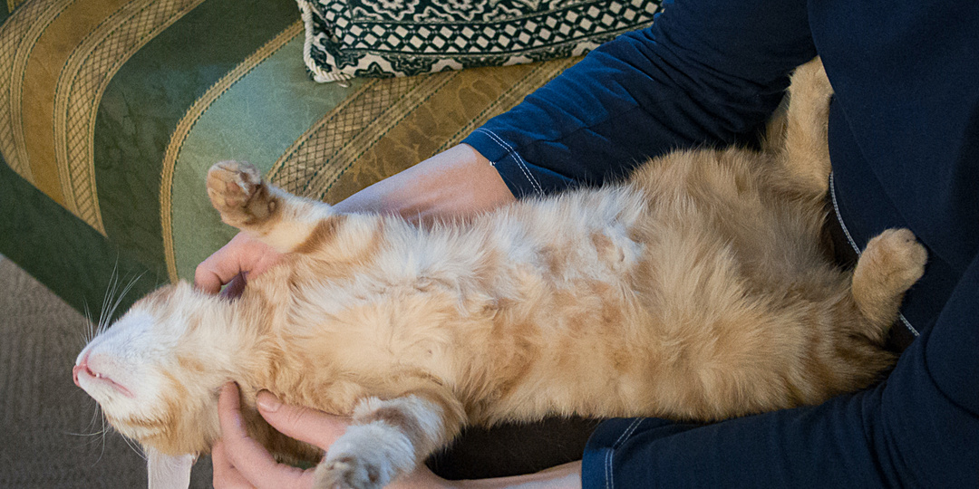 Как кошки решают, с кем из хозяев спать и что влияет на их выбор