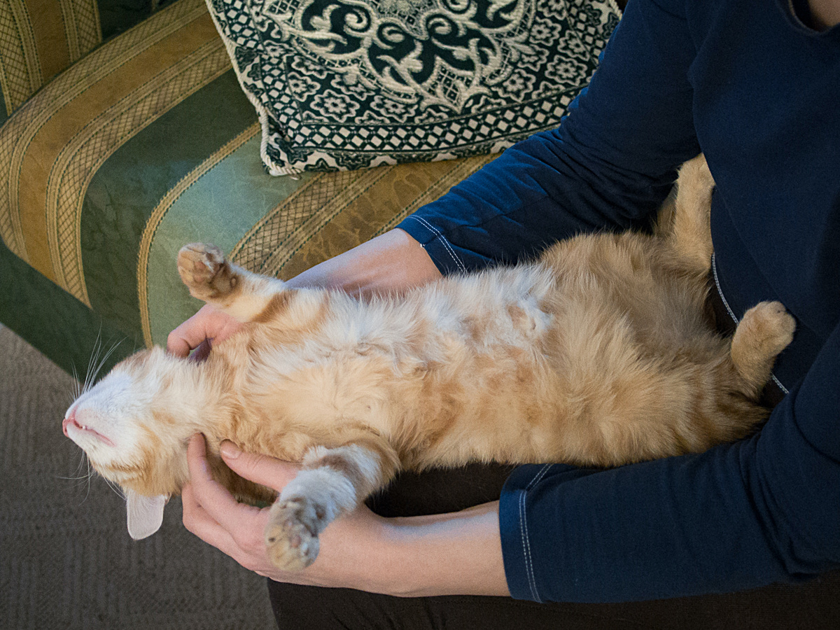 Ivan Radic, CC BY 2.0