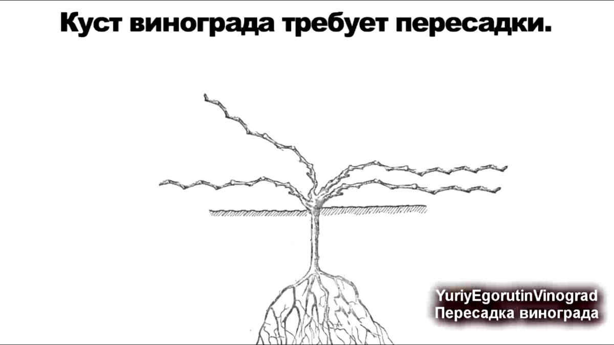 Этому кусту три года.