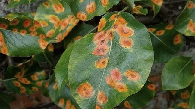 🍐 Ржавчина на груше: откуда берётся, чем опасна и как с ней справиться. Осенние мероприятия.