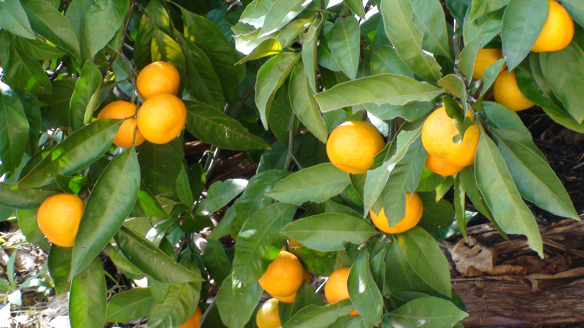Секрет сладких мандаринов, сочных лимонов и вкусных лаймов: как осенняя подкормка цитрусовых ускорит их созревание. Фото автора