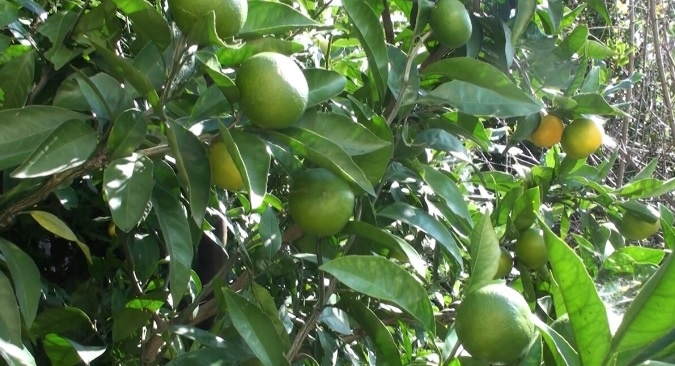 Секрет сладких мандаринов, сочных лимонов и вкусных лаймов: как осенняя подкормка цитрусовых ускорит их созревание.Фото автора