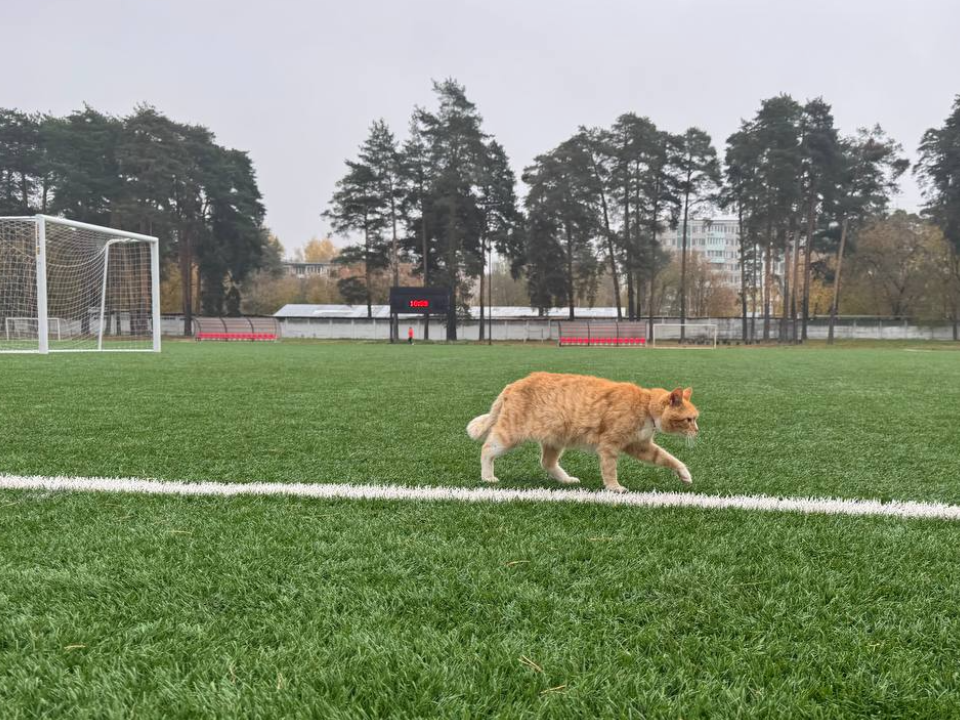    Фото: из архива стадиона «Торпедо» Центра развития физической культуры, спорта и отдыха