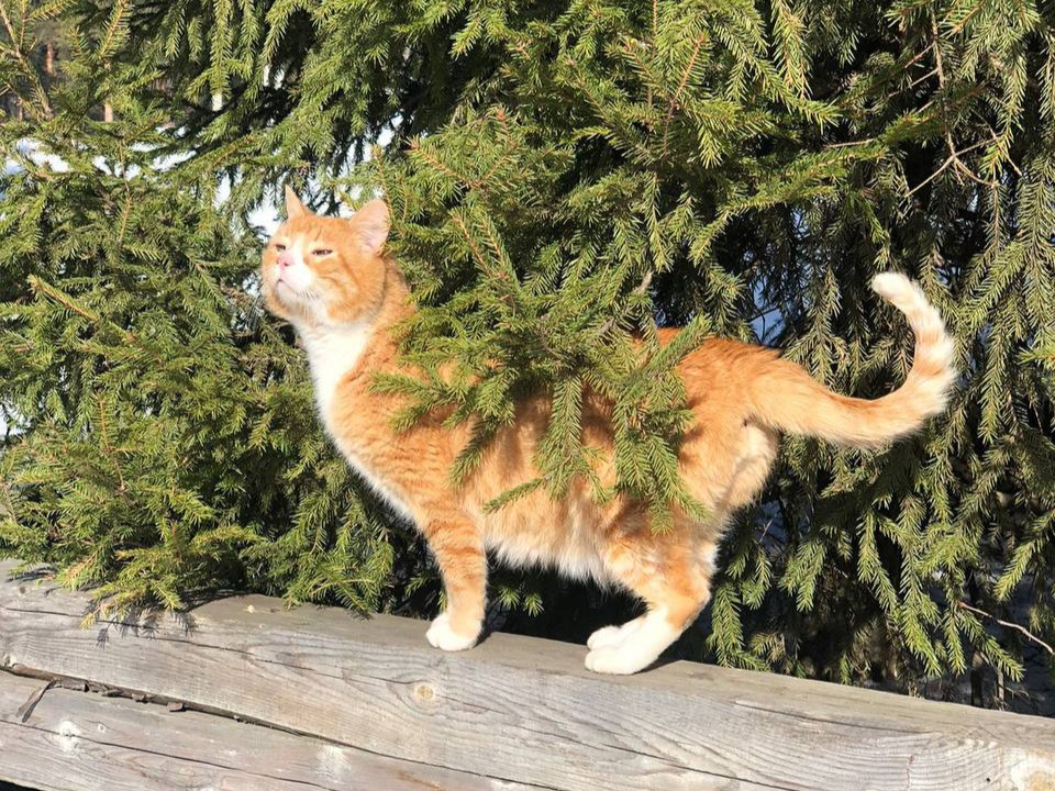     Фото: из архива стадиона «Торпедо» Центра развития физической культуры, спорта и отдыха