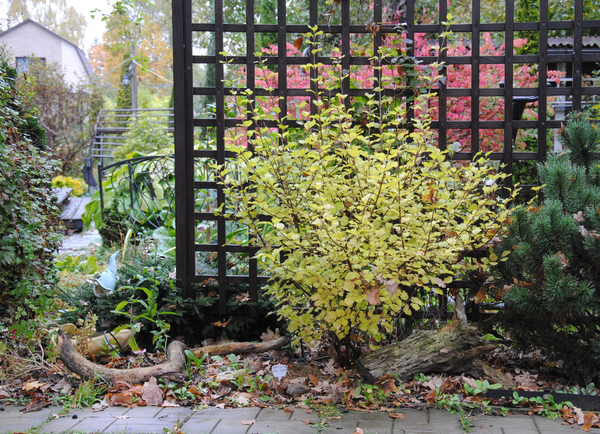 Сирень Мейера Палибин в моем саду осенью