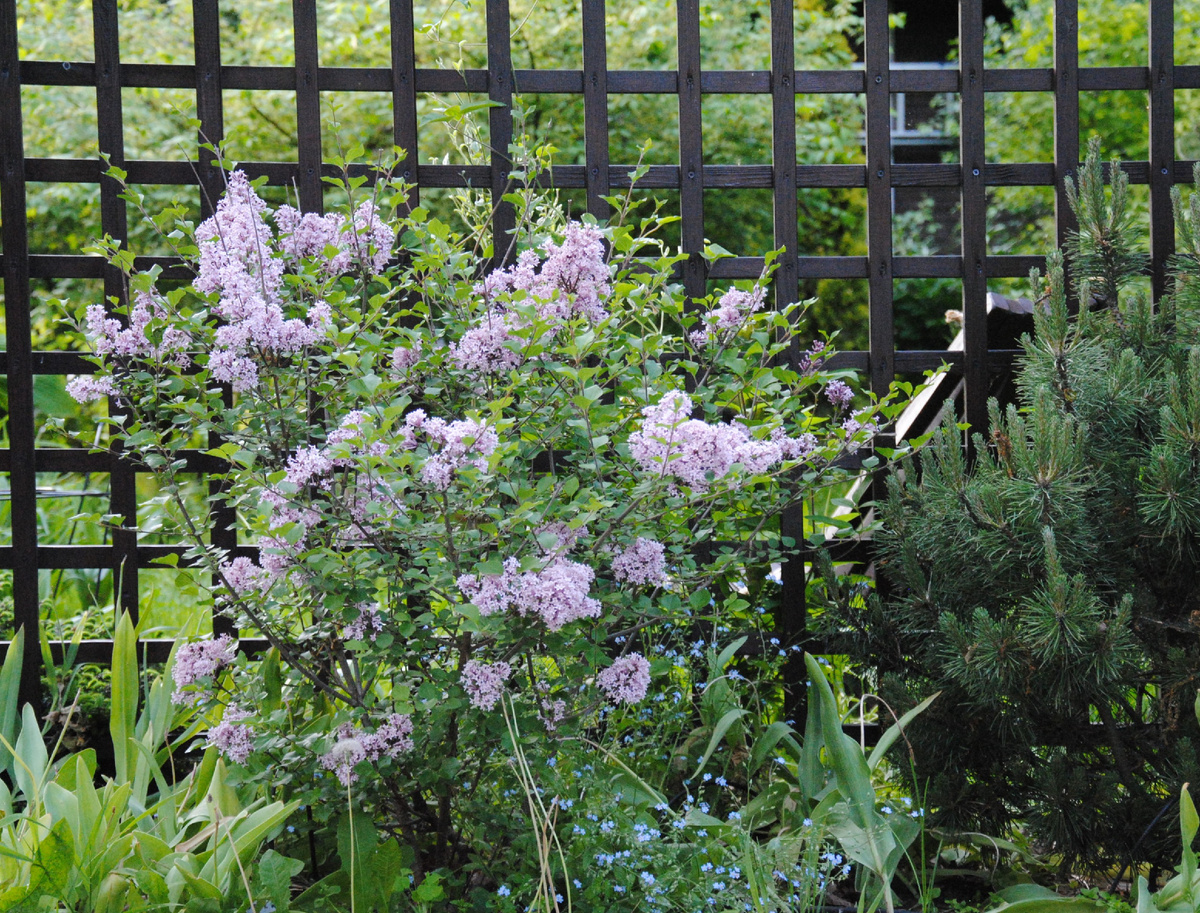 Сирень Мейера Палибин в моем саду в начале ИЮНЯ. То есть цветет она позже остальных сиреней.