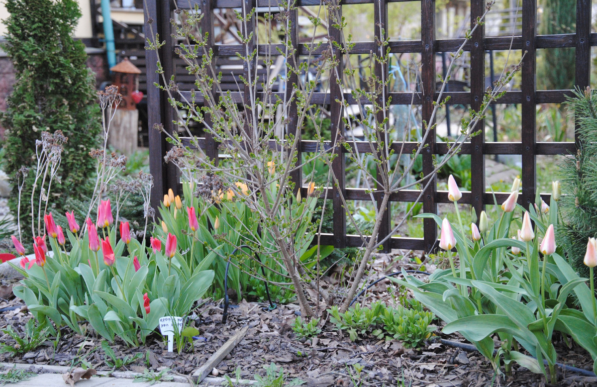 Сирень Мейера Палибин в моем саду весной