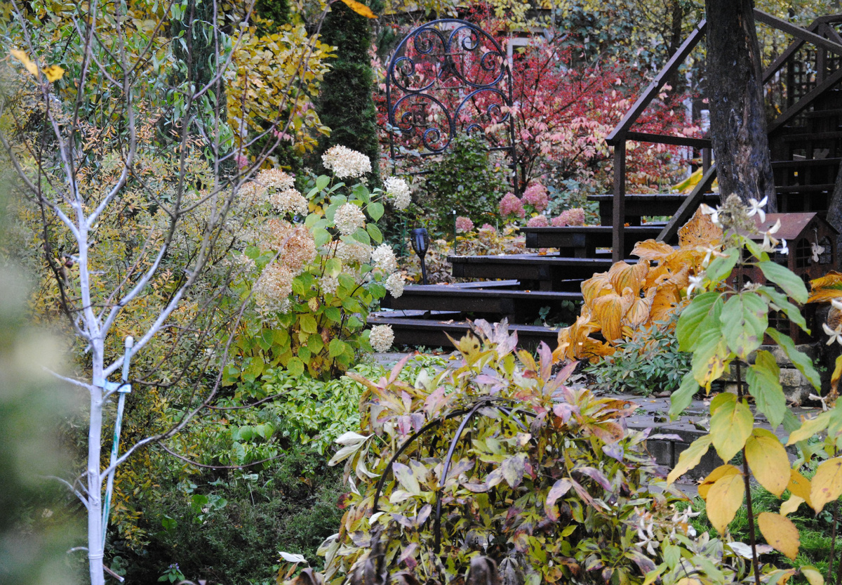 Мой сад осенью 2025 г