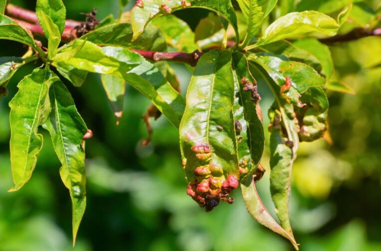 Персик, поряжённый курчавостью.