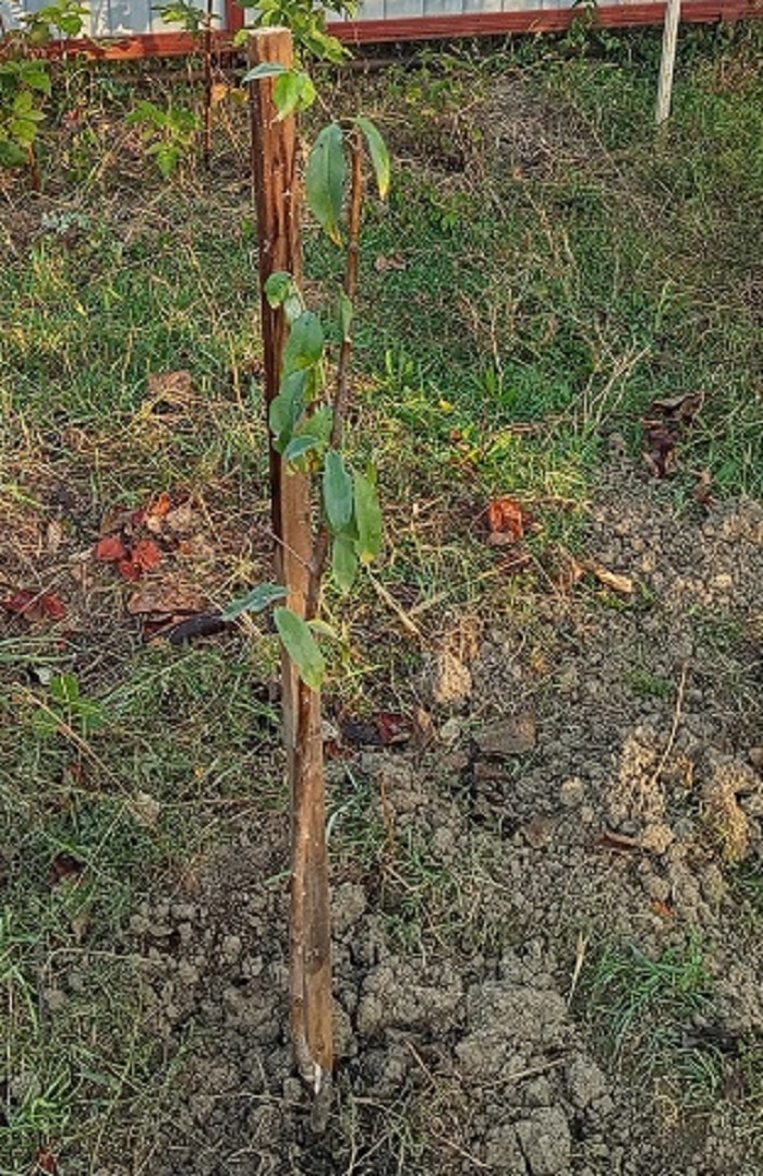 На днях посадил ещё один персик. Сорт Глория. 