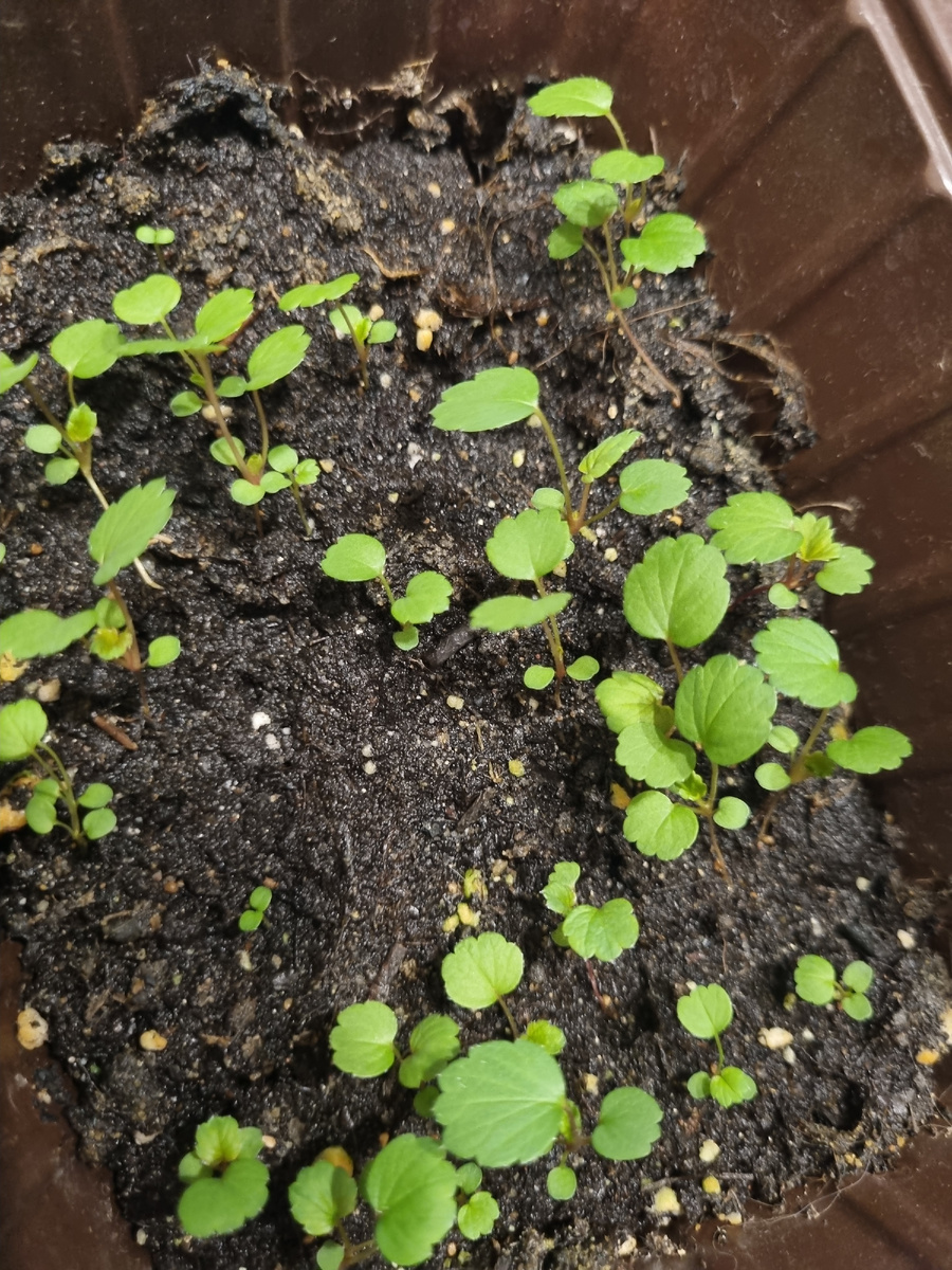 Уже вот такая вот!