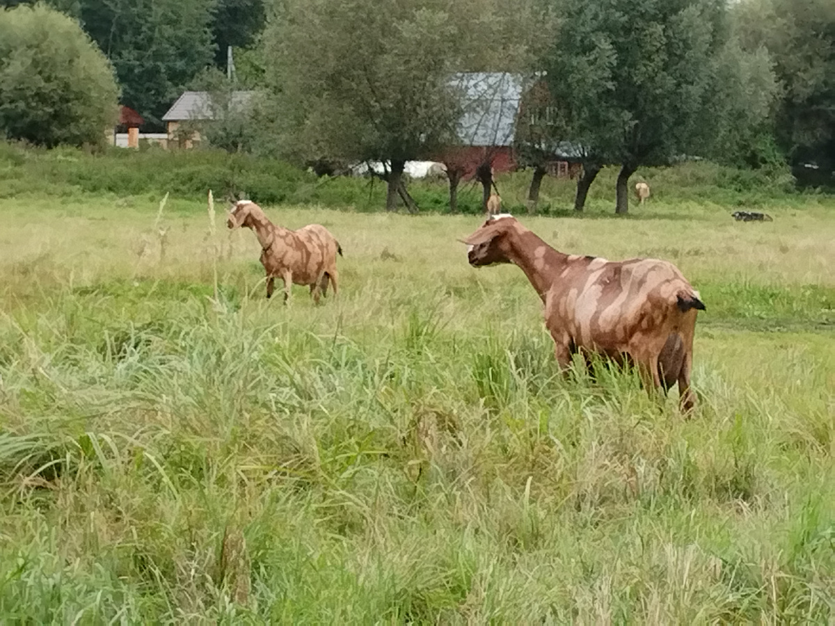 Афина и Грессия