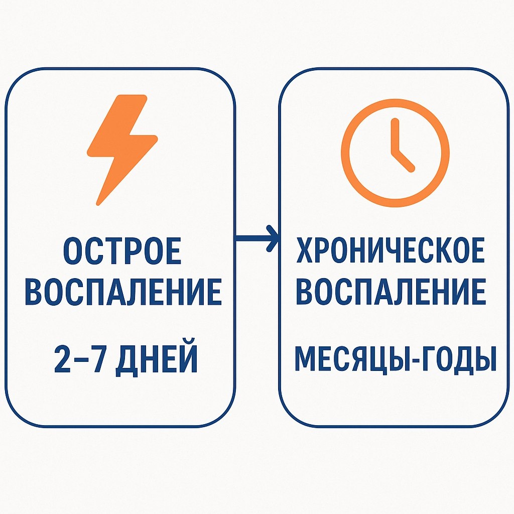 Различия острого и хронического воспаления при болях в спине схема
