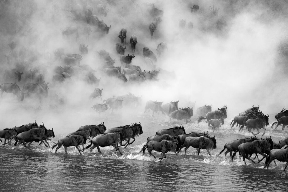 Peter Marxer (Лихтенштейн), Золотая медаль FIAP, Migration/Миграция