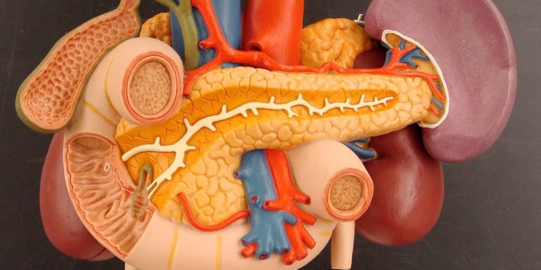 Поджелудочная железа: тихий герой пищеварения, который страдает первым — как понять, что она «устала», и что с этим делать