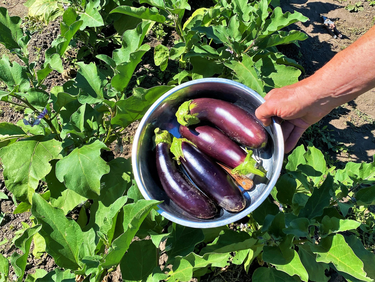 муж хвалится первыми вызревшими баклажанами - мой герой!