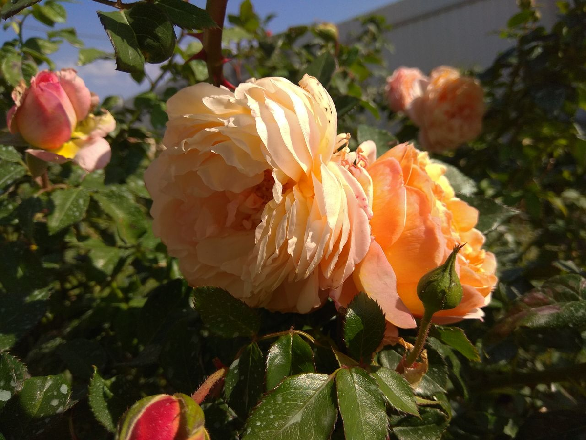 Шарль де Нерво. 8 октября 2025 г.