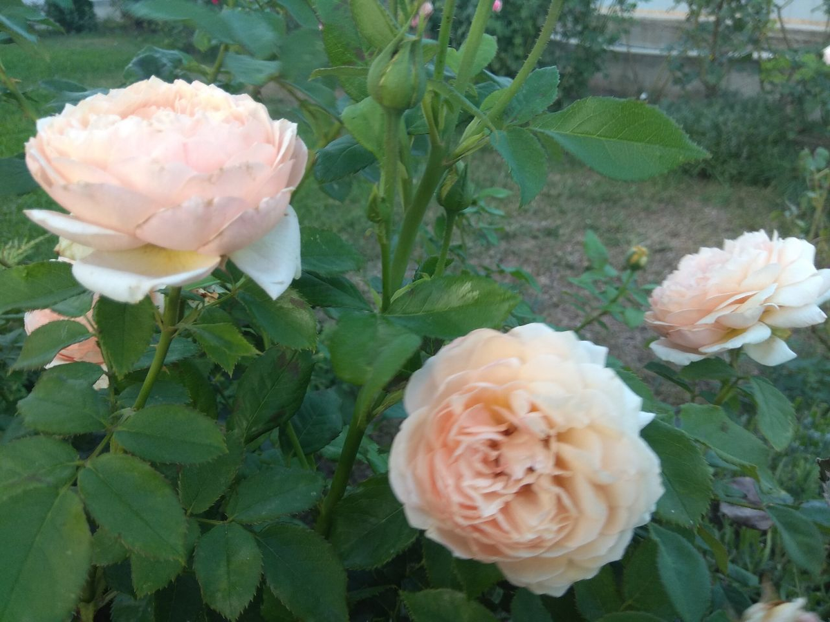 Шарль де Нерво.