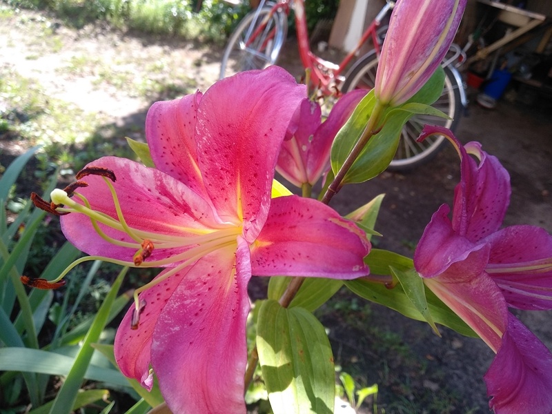 Изумительная лилия. Лето 2024.года.