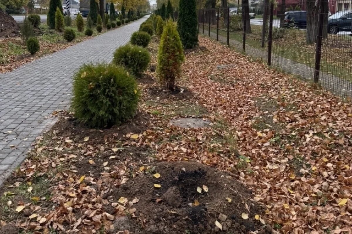    В Балабанове неизвестные украли свежепосаженные деревья