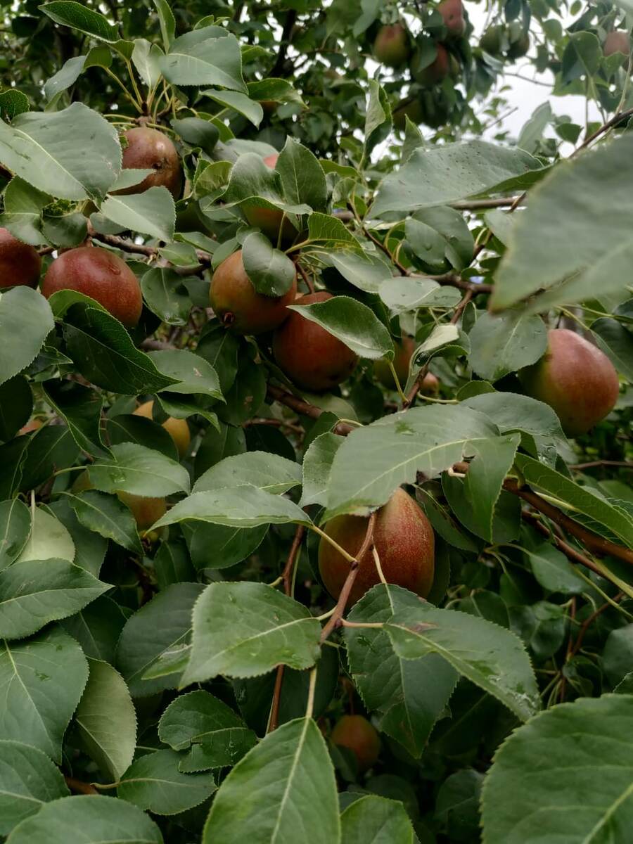 Мамины груши