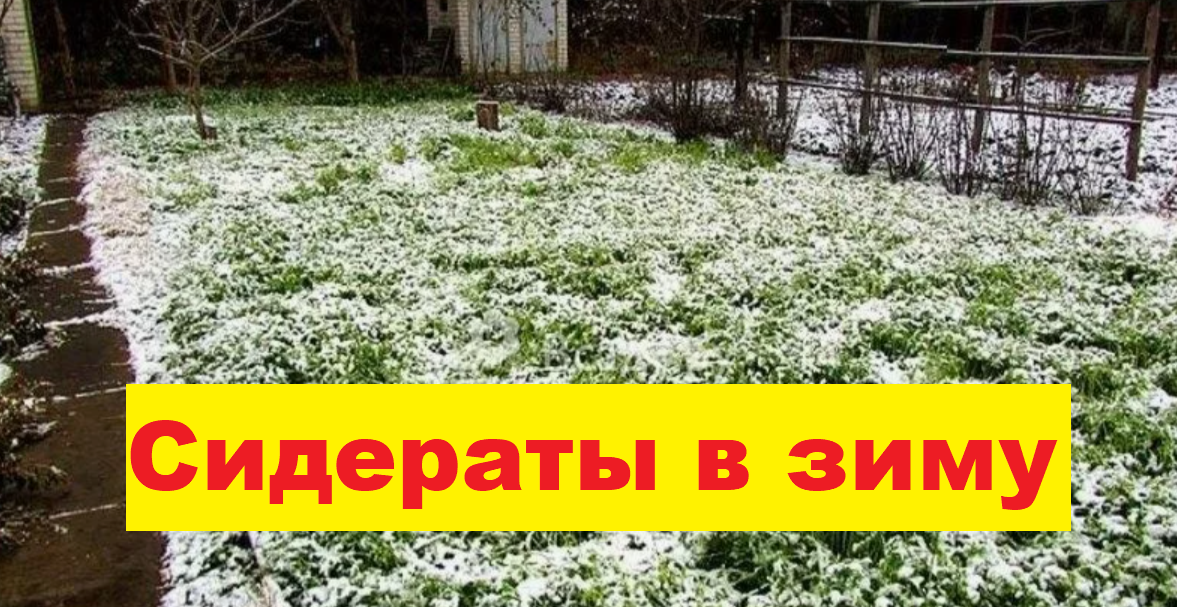 сидераты под снегом