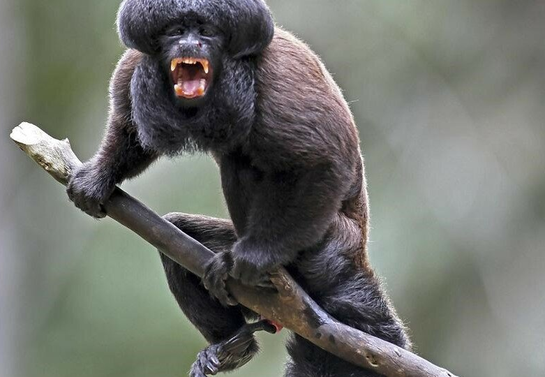 Чернобородый саки: «Сатанинская» обезьяна на грани исчезновения