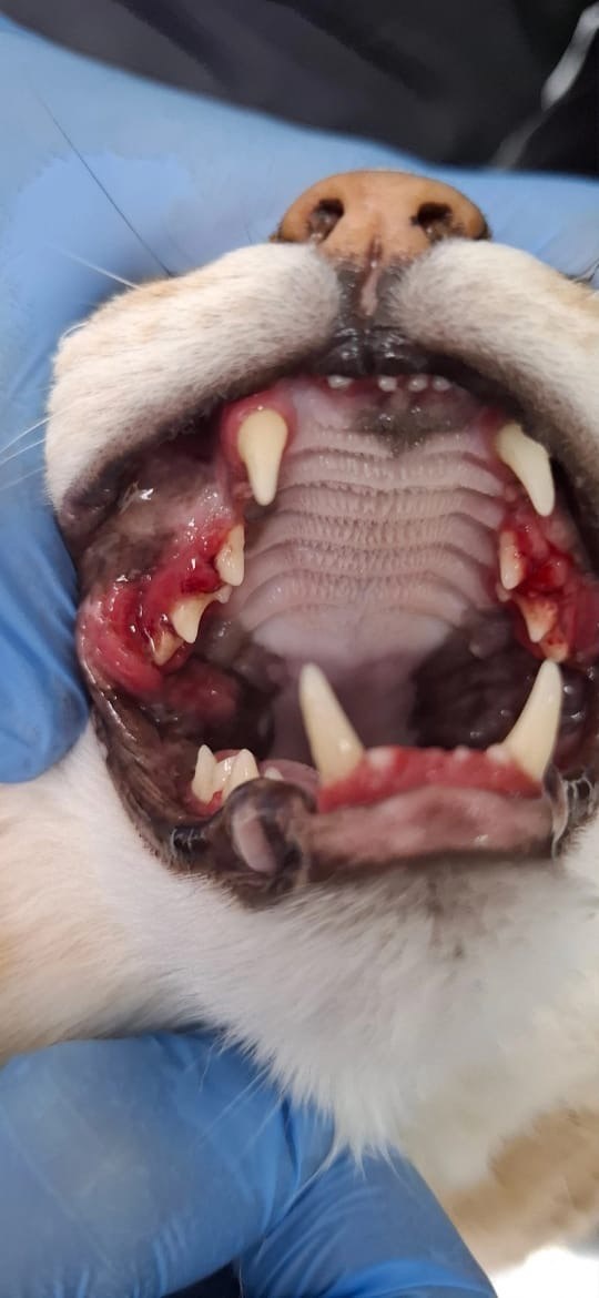 гингивит у кошки (аутоиммунный процесс)