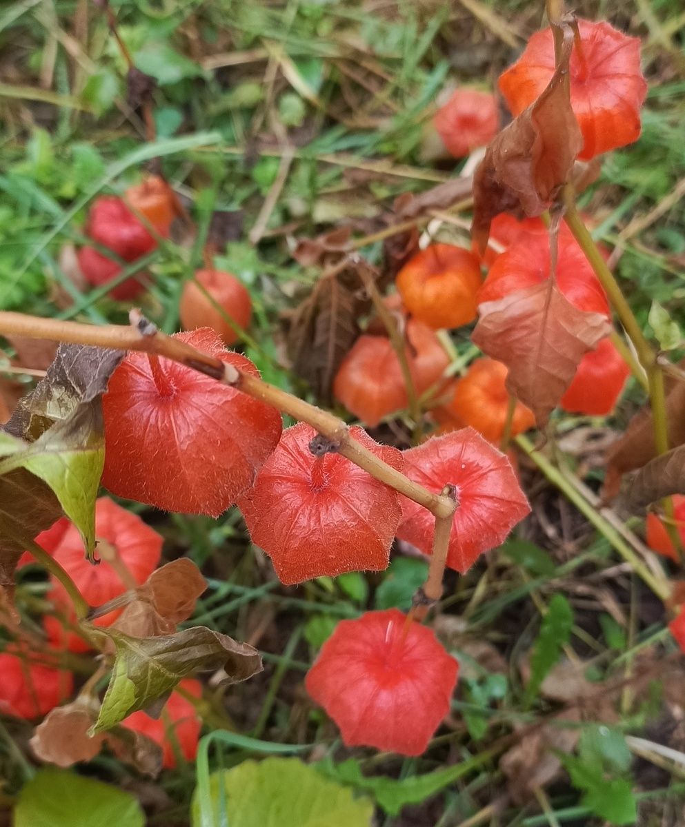 Физалис, фото автора 