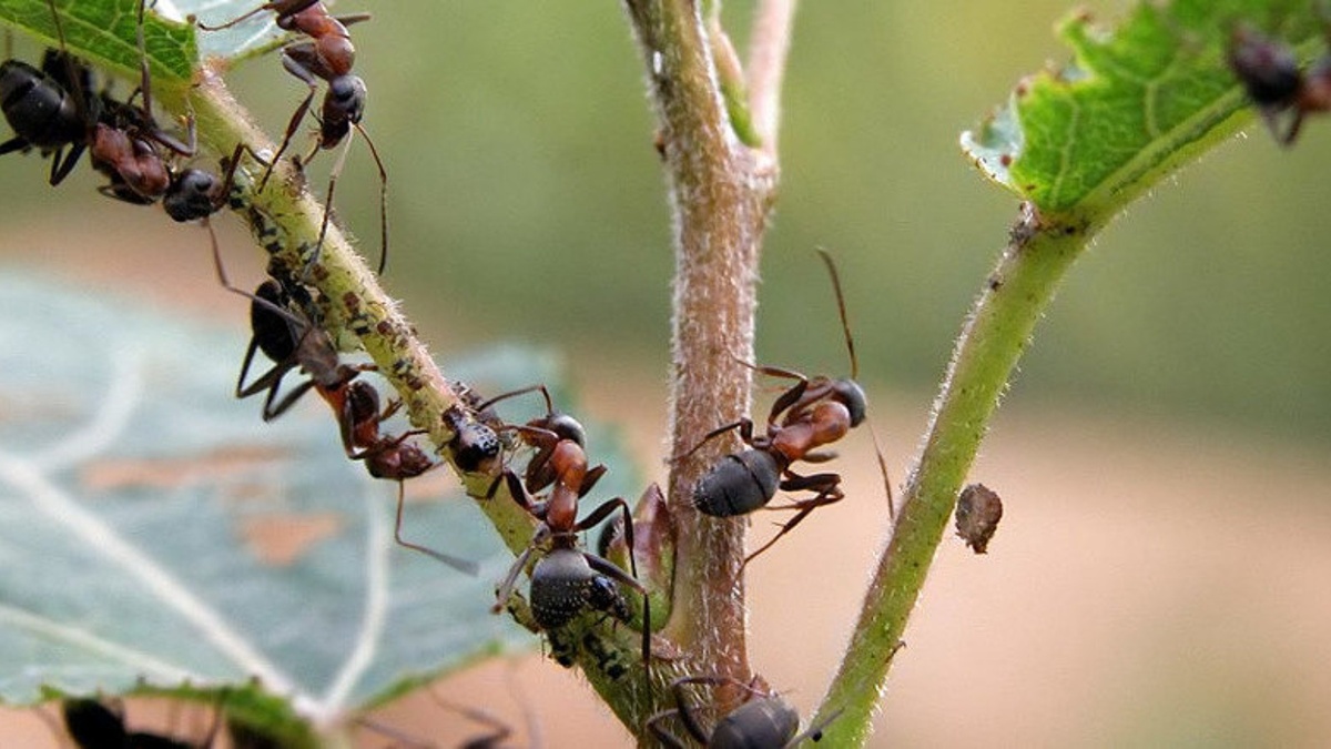 Картинка взята из Яндекс картинок.