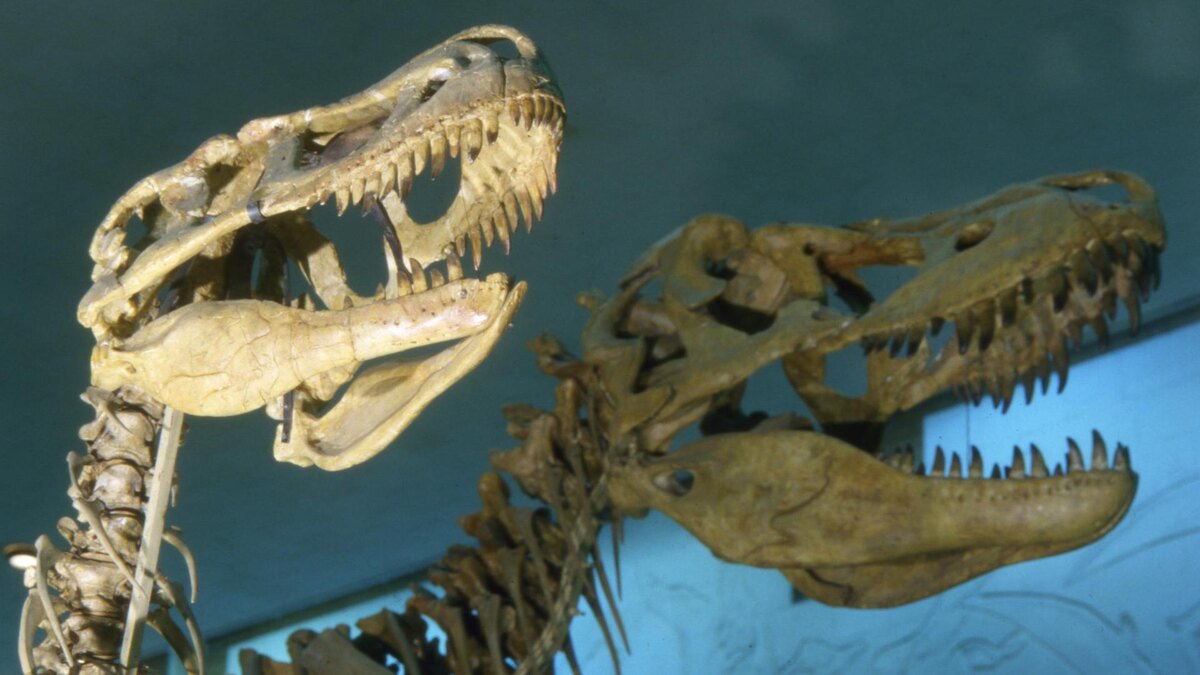 Фото: Andrei Kamenev/globallookpress.com