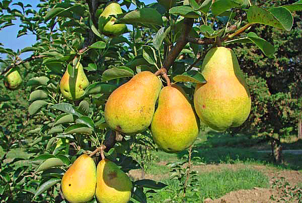 Картинка взята из открытого источника.