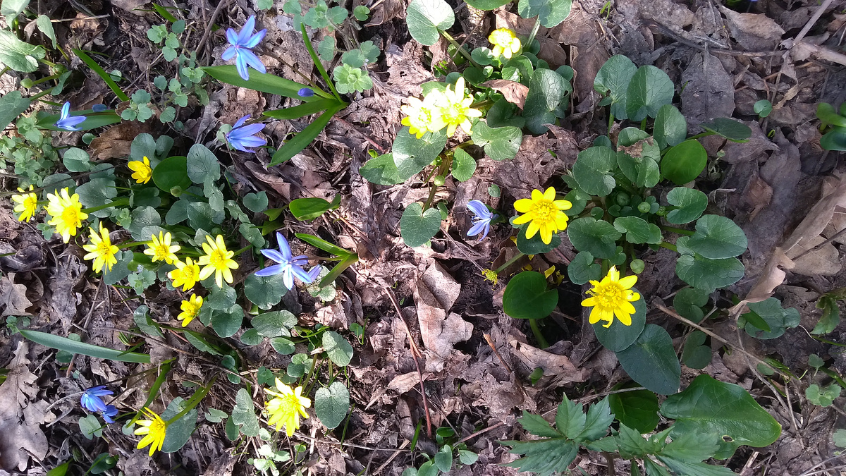 Клумба в соседнем дворе