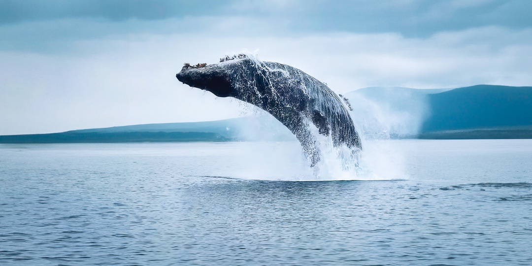 Когда появляются киты в Териберке и как увидеть их своими глазами