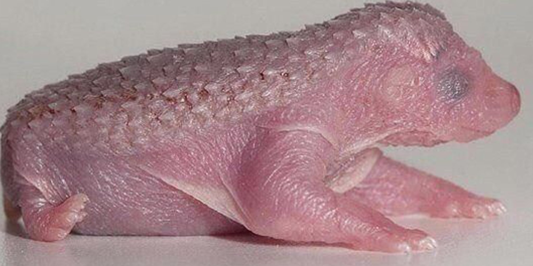 Ты — ёж. И это твоя жизнь. От рождения и до битвы с лисой, гадюкой и любовной линии