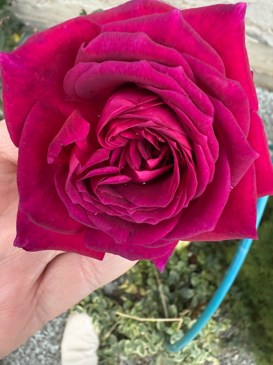 Фото из личного архива: расцвела молоденькая роза цвета фуксии